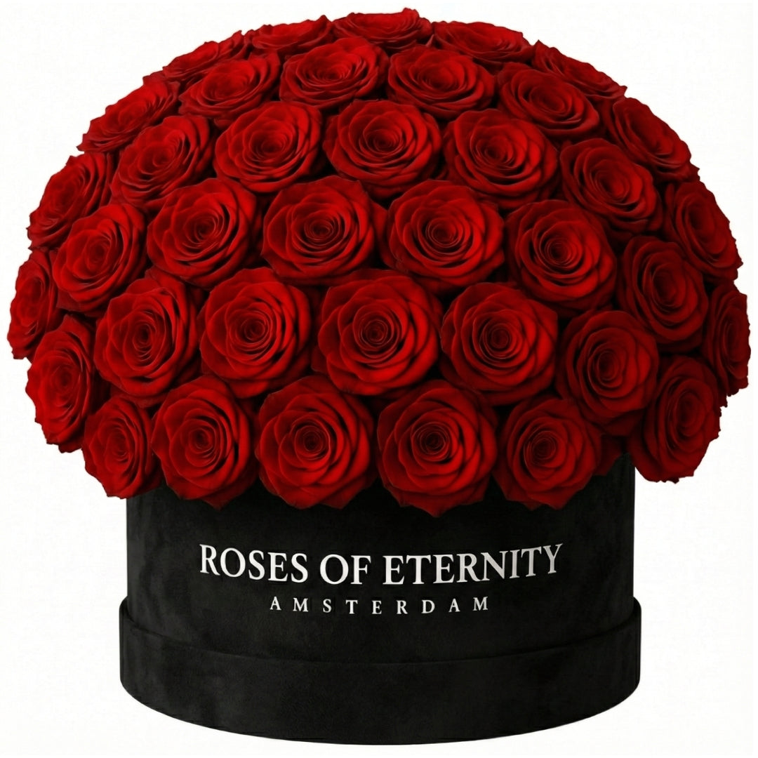 Infinite Promise (L)