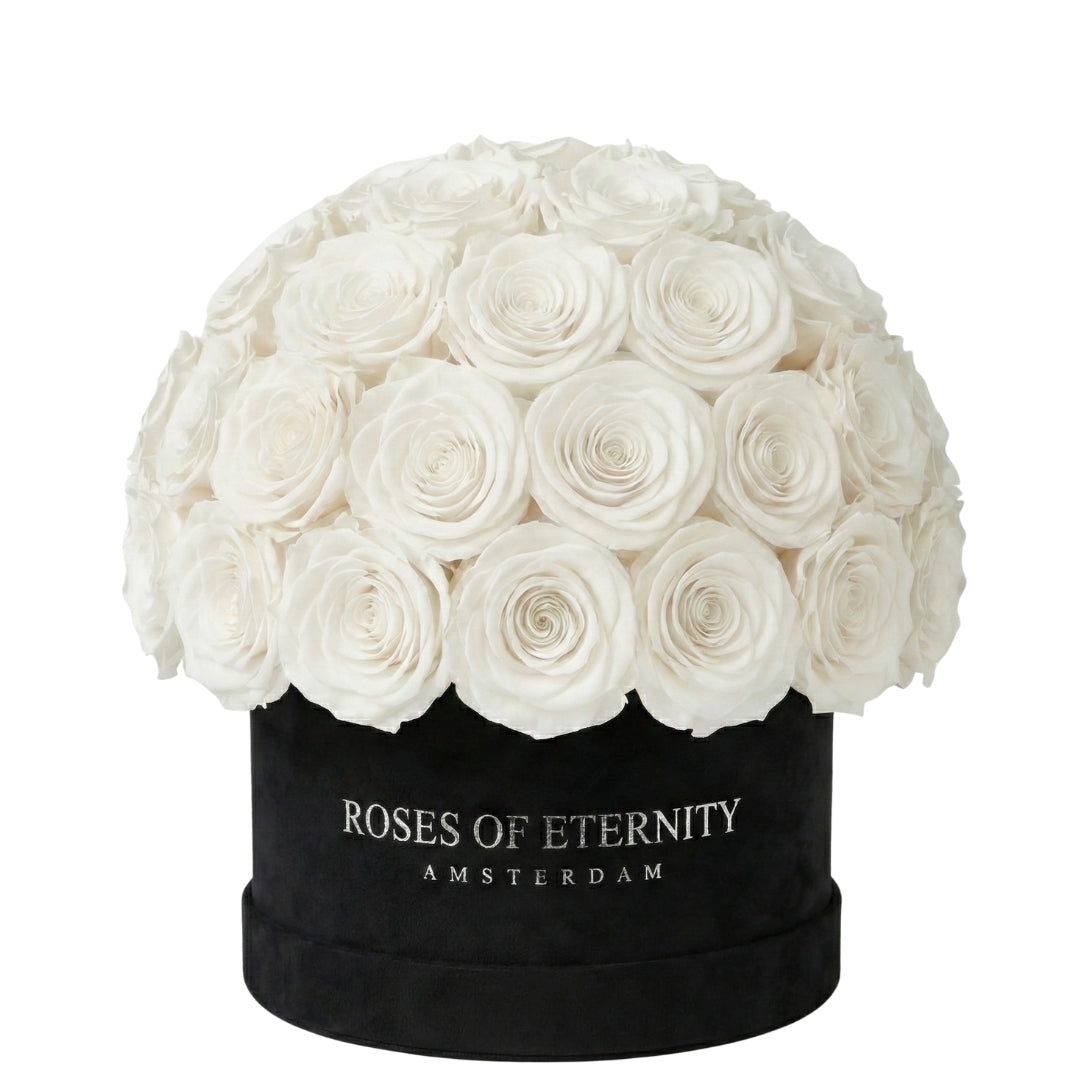 Infinite Promise (M)